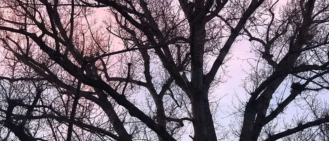 Bild enthält, Plant, Tree, Oak, Tree Trunk, Backlighting