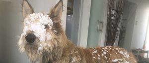 Bild enthält, Floor, Animal, Canine, Dog, Mammal, Pet