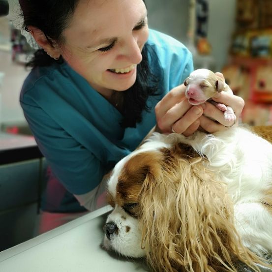 Bild enthält, Adult, Female, Person, Woman, Portrait, Doctor, Canine, Dog, Veterinarian, Puppy