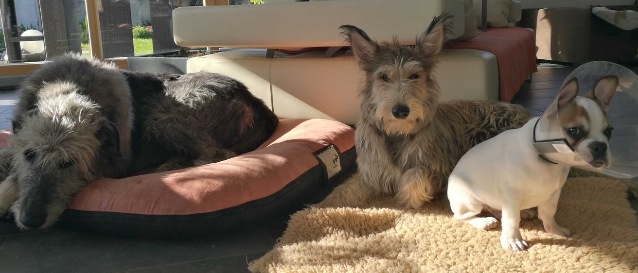 Bild enthält, Animal, Canine, Mammal, Dog, Pet, Couch, Furniture, Dog Bed