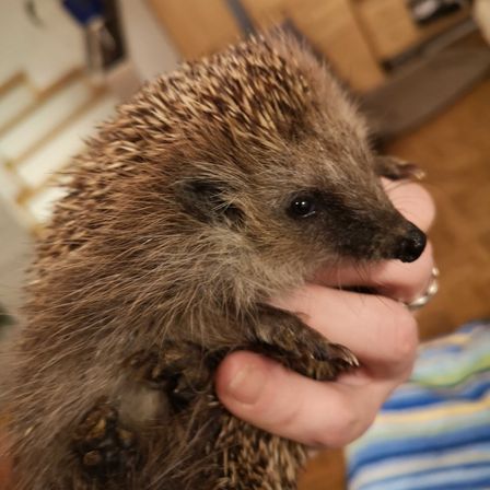 Bild enthält, Animal, Hedgehog, Mammal, Rat, Rodent, Porcupine