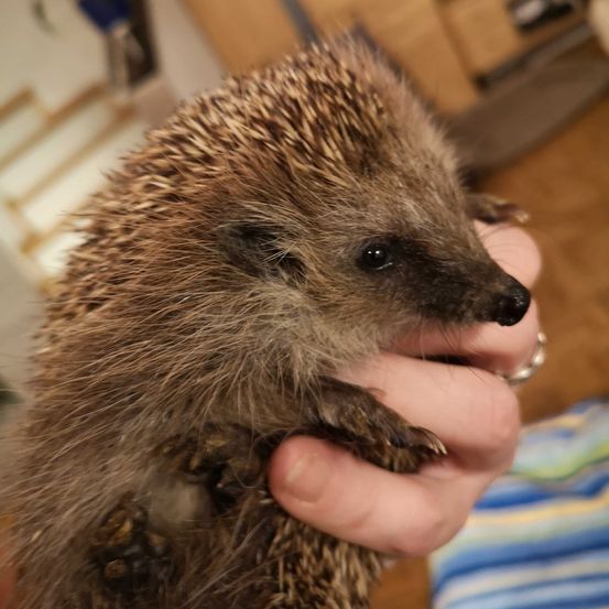 Bild enthält, Animal, Hedgehog, Mammal, Rat, Rodent, Porcupine