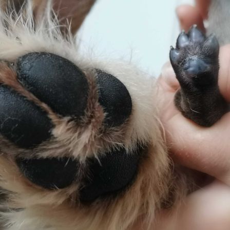 Bild enthält, Electronics, Hardware, Hook, Claw, Finger, Person, Rat, Computer Hardware