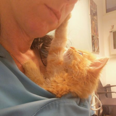 Bild enthält, Animal, Cat, Kitten, Mammal, Pet, Person, Portrait, Adult, Male, Man