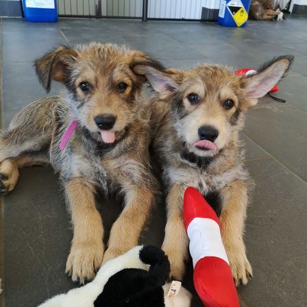 Bild enthält, Animal, Canine, Dog, Mammal, Pet, Puppy, Shoe, Strap, Tennis Ball, Sock