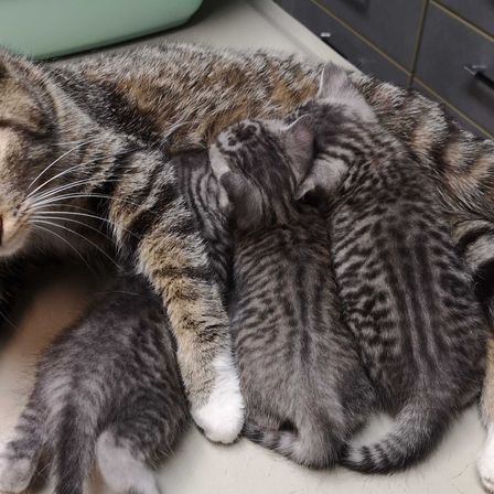 Bild enthält, Furniture, Animal, Cat, Kitten, Mammal, Pet, Drawer