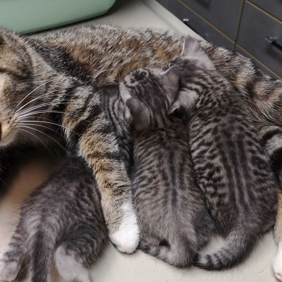 Bild enthält, Furniture, Animal, Cat, Kitten, Mammal, Pet, Drawer