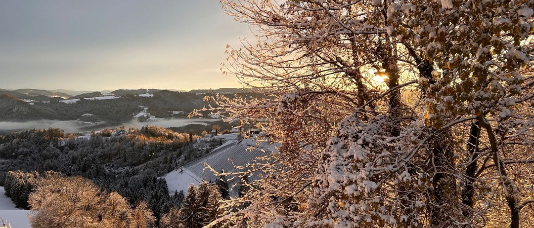 Bild enthält, Tree, Fir, Nature, Outdoors, Weather, Scenery, Ice, Frost, Vegetation, Landscape