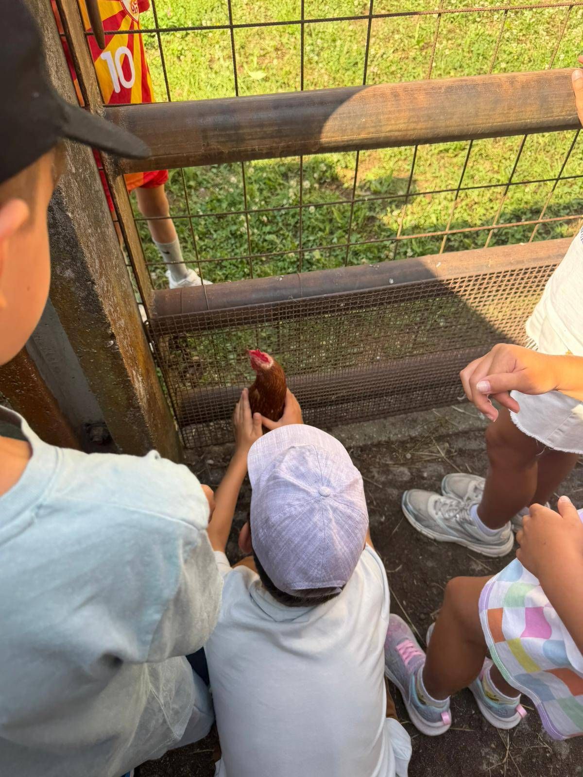 Eine Gruppe von Kindern im Zoo. Ein Kind hält ein Huhn. Sie schauen durch einen Drahtzaun.