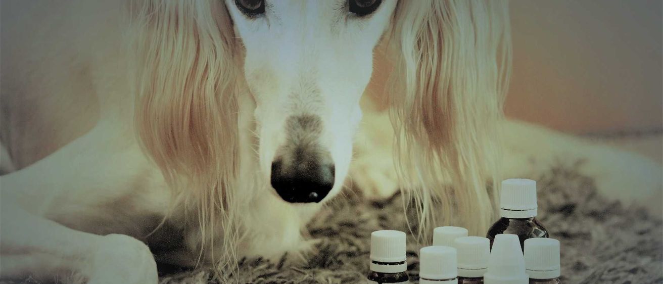 v1_migrated_image_12744004