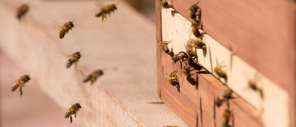 Bild enthält, Animal, Bee, Honey Bee, Insect, Invertebrate, Apidae, Apiary, Wasp, Person