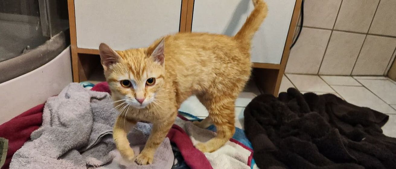 Bild enthält, Blanket, Animal, Cat, Mammal, Pet