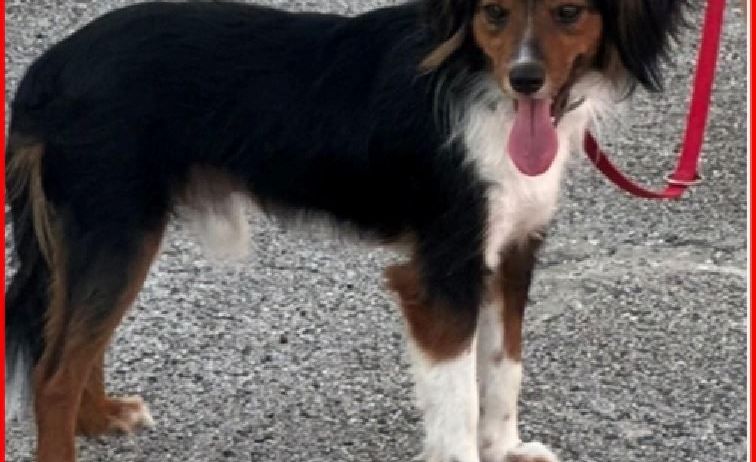 Bild enthält, Accessories, Strap, Animal, Canine, Dog, Mammal, Pet, Hound, Leash