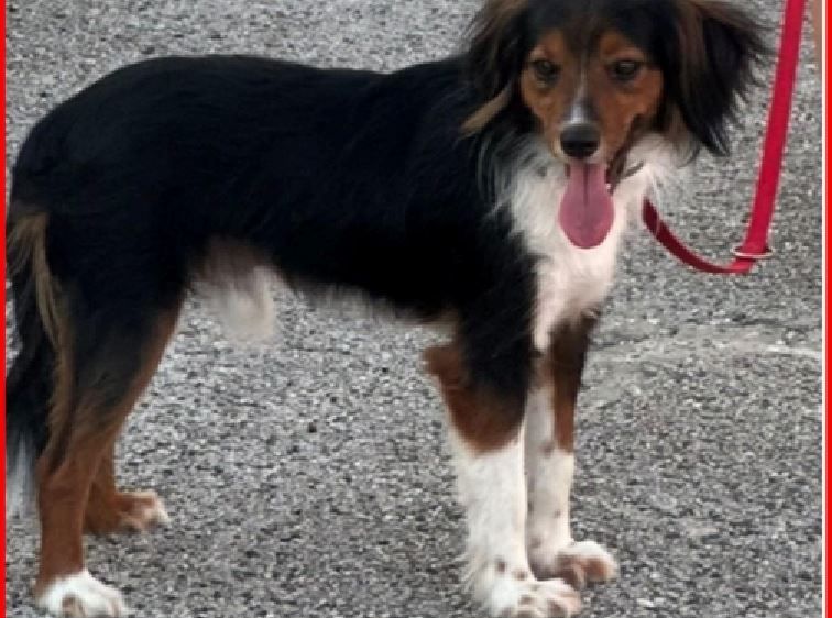 Bild enthält, Accessories, Strap, Animal, Canine, Dog, Mammal, Pet, Hound, Leash