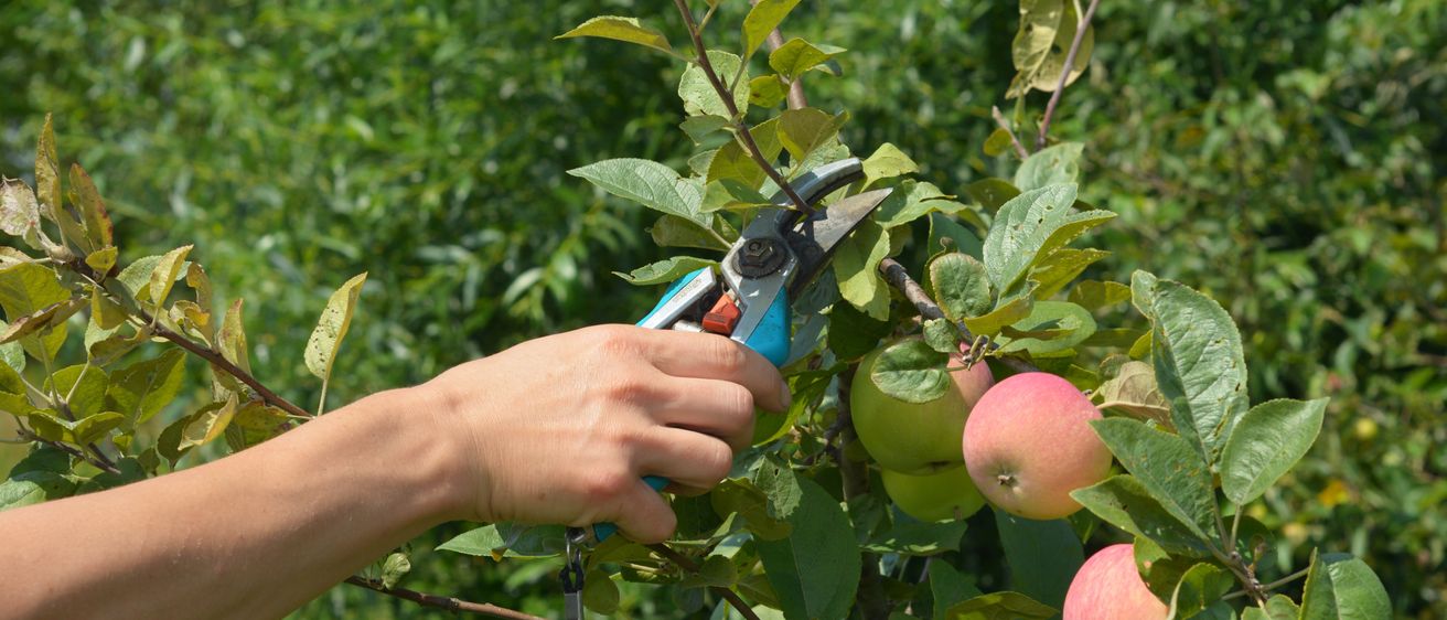 Bild enthält, Food, Fruit, Plant, Produce, Apple, Leaf, Person, Outdoors, Nature