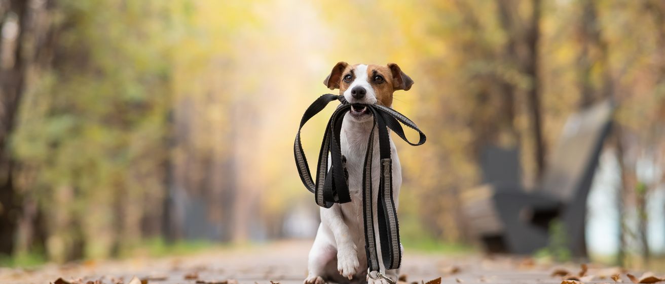 Ein Hund mit Halsband und Leine sitzt auf dem Boden. Der Hund scheint aufgeregt zu sein und schaut nach vorne.
