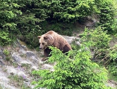 Bild enthält, Animal, Bear, Mammal, Wildlife, Plant, Vegetation, Tree, Outdoors, Rainforest, Brown Bear