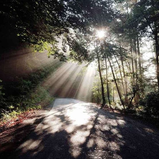 Ein von Sonnenlicht durchfluteter Waldweg, mit Lichtstrahlen, die durch die Bäume scheinen und Schatten auf den Boden werfen.