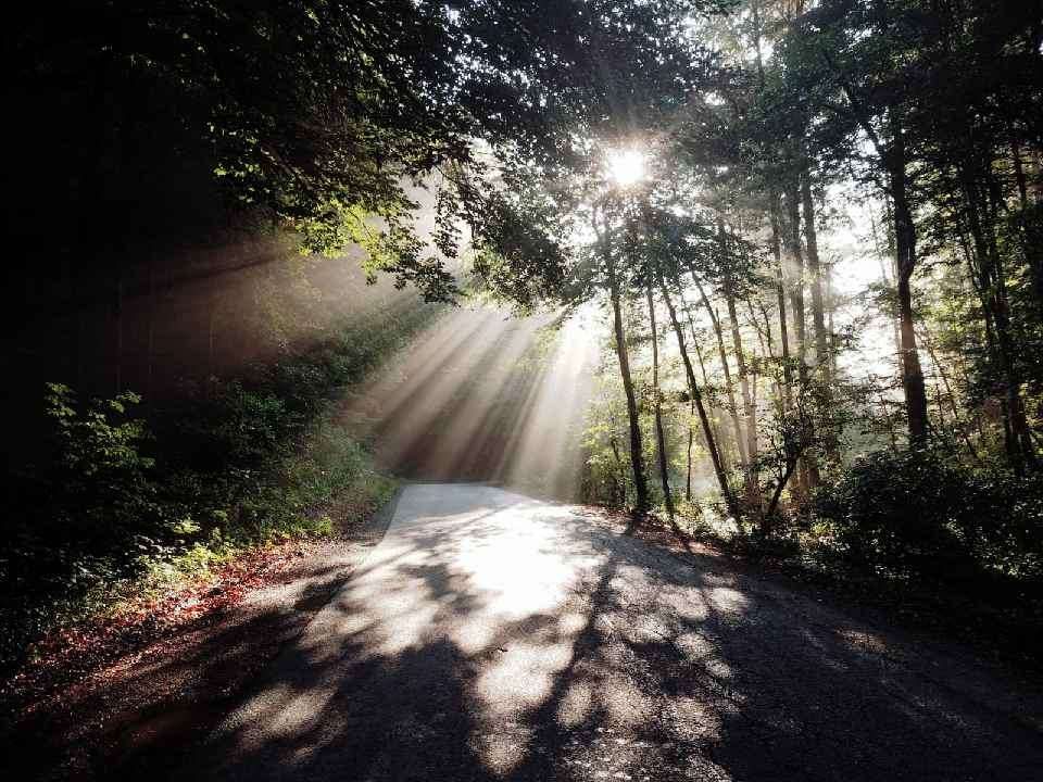 Ein von Sonnenlicht durchfluteter Waldweg, mit Lichtstrahlen, die durch die Bäume scheinen und Schatten auf den Boden werfen.