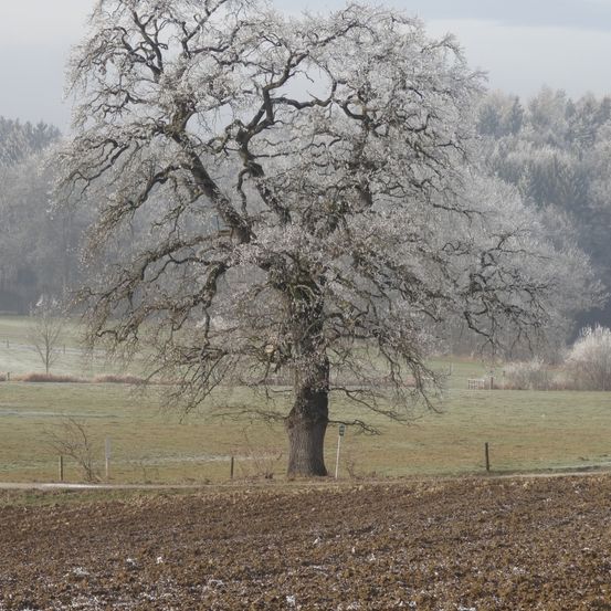 Ein großer Baum, der mit Eis bedeckt ist, steht in einem Feld, umgeben von weiteren Bäumen und einem entfernten Hügel. Der Boden ist größtenteils kahl mit Flecken von Grün und Schnee.