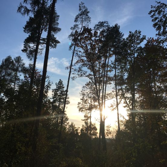 Ein Wald mit hohen Bäumen, Sonnenlicht strömt durch die Äste. Die Sonne geht unter und taucht alles in ein warmes Licht.