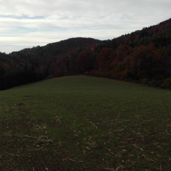 Ein grasiges Feld erstreckt sich unter einem bewölkten Himmel, mit einem bewaldeten Hügel im Hintergrund.