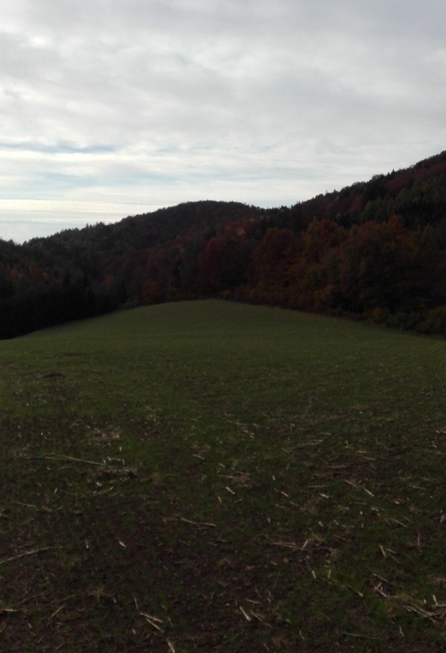 Ein grasiges Feld erstreckt sich unter einem bewölkten Himmel, mit einem bewaldeten Hügel im Hintergrund.