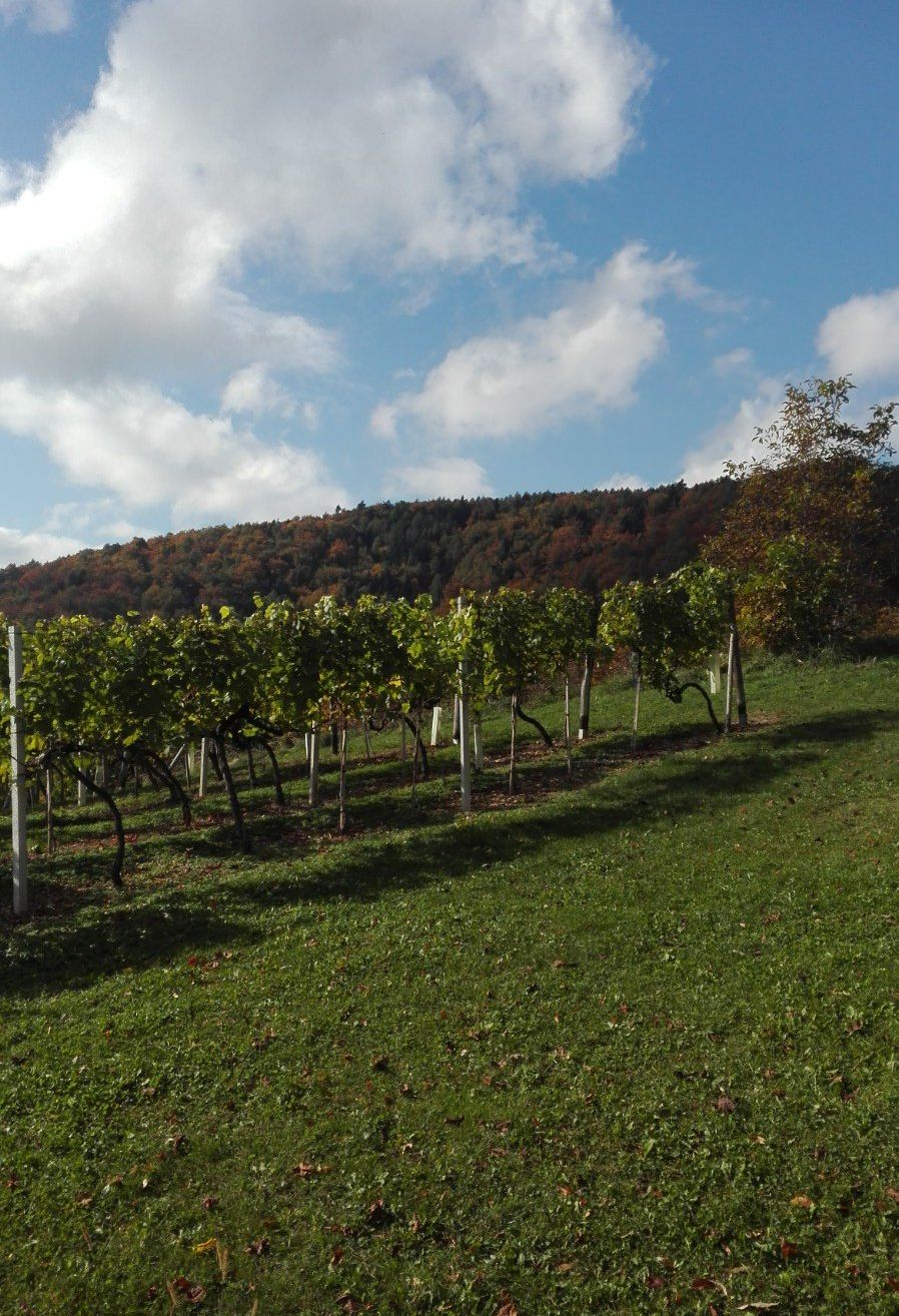 Ein Weinberg mit üppigen grünen Reben unter einem teilweise bewölkten Himmel. Der im Hintergrund liegende Hügel ist mit Bäumen bedeckt, von denen einige Herbstlaub haben.