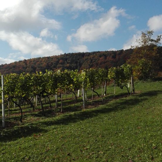 Ein Weinberg mit üppigen grünen Reben unter einem teilweise bewölkten Himmel. Der im Hintergrund liegende Hügel ist mit Bäumen bedeckt, von denen einige Herbstlaub haben.