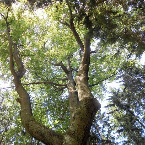 Ein Baum mit dickem Stamm und vielen Ästen, von unten betrachtet, mit Sonnenlicht, das durch die Blätter filtert.