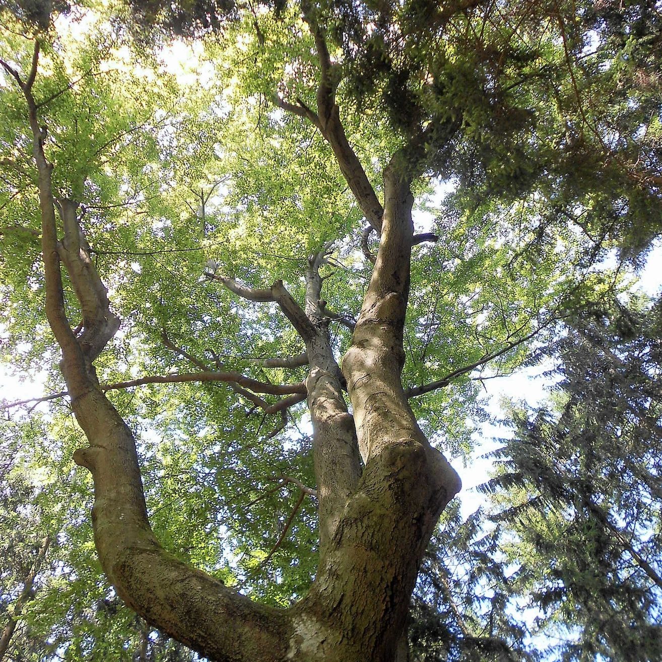 Ein Baum mit dickem Stamm und vielen Ästen, von unten betrachtet, mit Sonnenlicht, das durch die Blätter filtert.