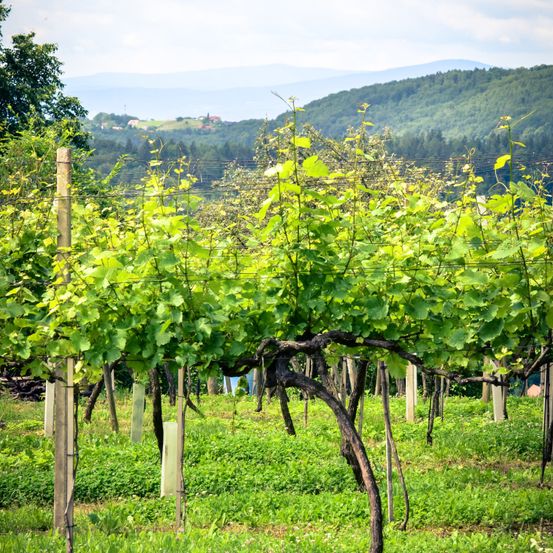Ein Weinberg mit üppigem grünem Laub und verdrehten Reben, gestützt von Holzpfählen, vor einer Kulisse aus sanften Hügeln und blauem Himmel.