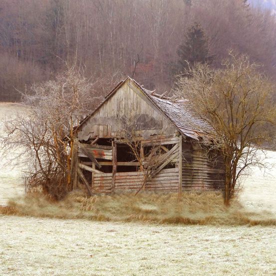 Eine alte, wettergeschädigte Scheune steht verlassen auf einem verschneiten Feld. Sie hat ein beschädigtes Dach, durch das Bäume wachsen.
