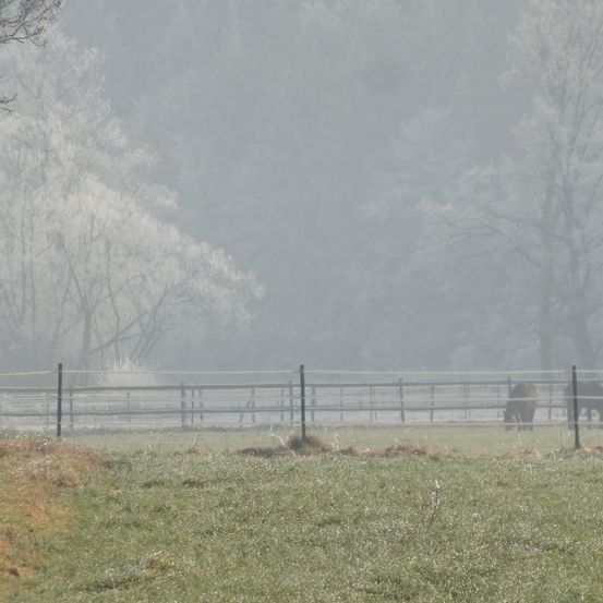 Ein nebliges Feld mit zwei grasenden Pferden unter einem Zaun. Die Bäume sind mit Frost bedeckt.