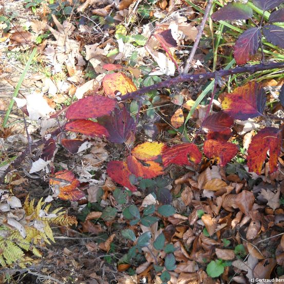 Eine Nahaufnahme von Herbstblättern auf einem Zweig mit verschiedenen Farben wie Rot, Gelb und Grün, die auf dem mit trockenen Blättern bedeckten Boden liegen.