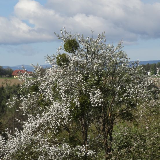 Ein weiß blühender Baum steht prominent vor einem Hintergrund aus sanften Hügeln, viel Grün und einem Haus mit rotem Dach.