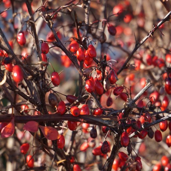 Eine Nahaufnahme eines Strauches mit vielen roten Beeren, dünnen Ästen und einigen trockenen Blättern.