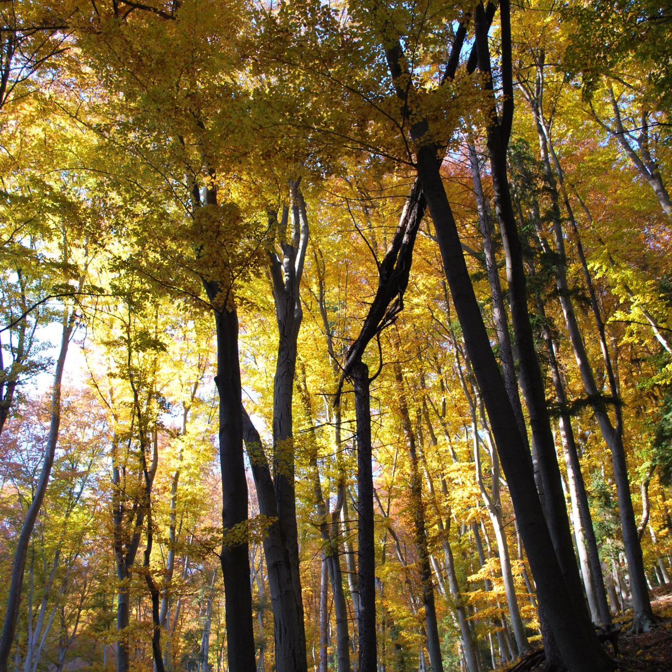 Ein Wald im Herbst mit hohen Bäumen. Blätter sind gelb, orange und grün. Sonnenlicht filtert durch Äste.