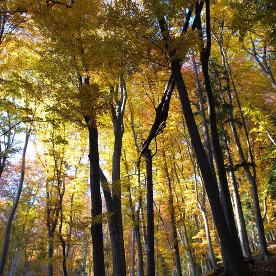 Ein Wald im Herbst mit hohen Bäumen. Blätter sind gelb, orange und grün. Sonnenlicht filtert durch Äste.
