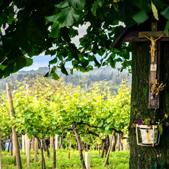 Ein hölzernes Kreuz mit einem Kruzifix ist an einem Baumstamm in einem Weinberg angebracht, geschmückt mit einem Blumentopf. Der Weinberg ist üppig mit grünen Reben und einer entfernten Berglandschaft.