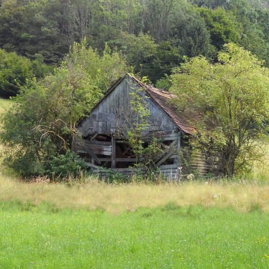 Ein verwittertes Scheunengebäude steht inmitten eines üppigen, grünen Feldes, umgeben von dichter, überwucherter Vegetation. Das Gebäude wirkt verlassen, mit beschädigtem Dach und Wänden.