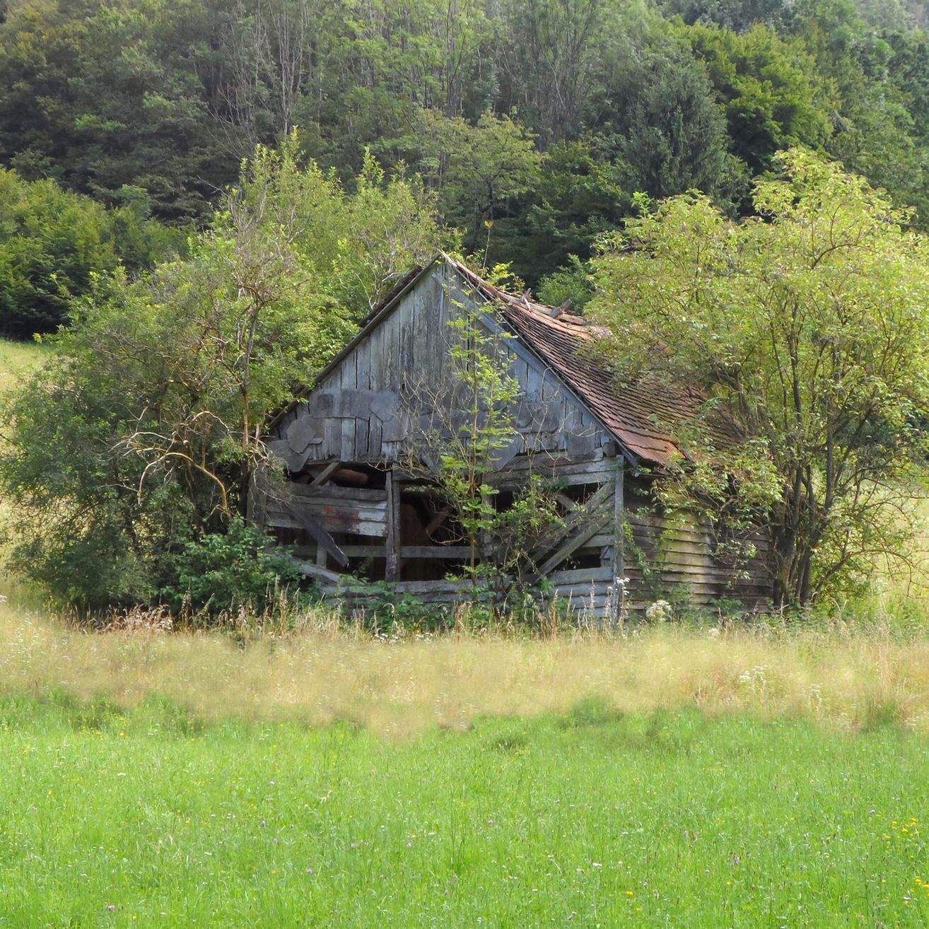 Ein verwittertes Scheunengebäude steht inmitten eines üppigen, grünen Feldes, umgeben von dichter, überwucherter Vegetation. Das Gebäude wirkt verlassen, mit beschädigtem Dach und Wänden.