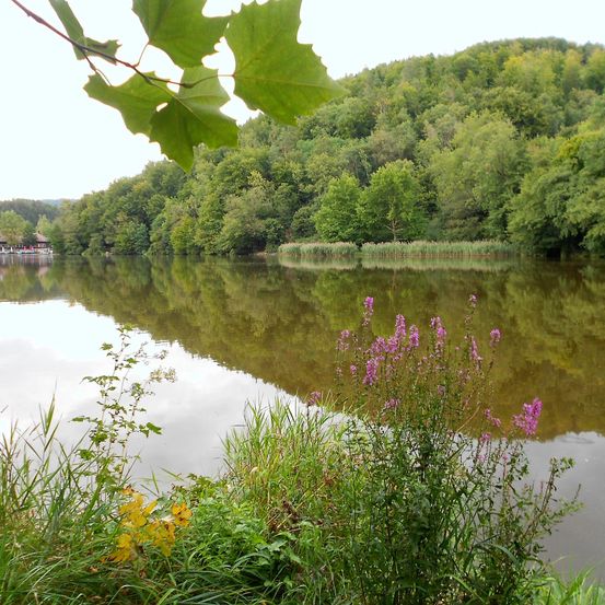Ein ruhiger See mit grünem Laub und leuchtend lila Blumen. Das Wasser spiegelt den Himmel und die Bäume wider, mit einer kleinen Struktur links sichtbar.
