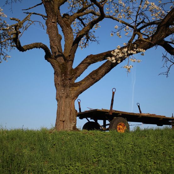 Ein alter hölzerner Wagen mit rostigen Rädern steht unter einem großen blühenden Baum auf einem Grasfeld.
