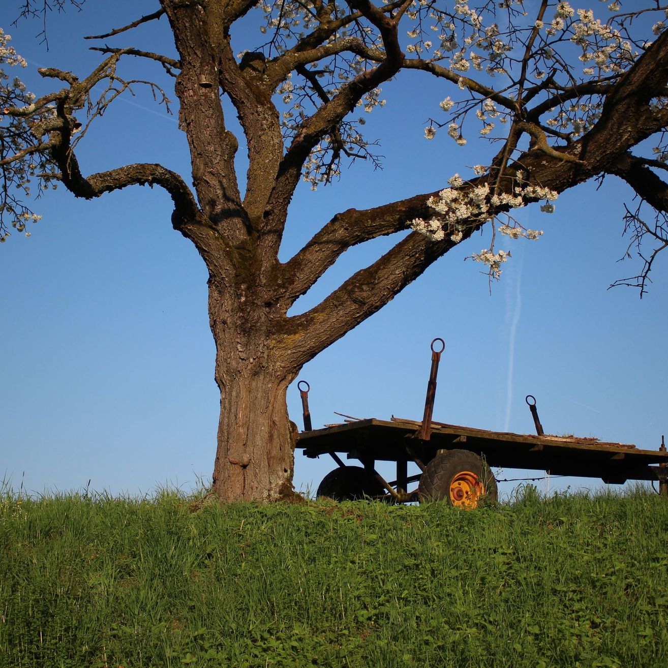 Ein alter hölzerner Wagen mit rostigen Rädern steht unter einem großen blühenden Baum auf einem Grasfeld.