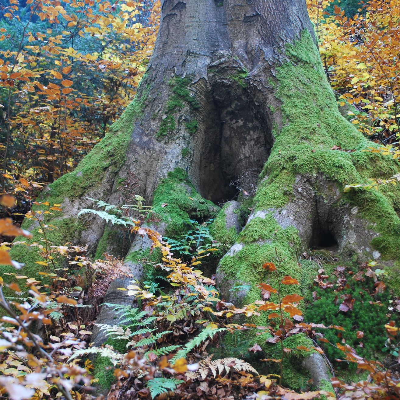 Ein mit Moos bedeckter Baumstamm, umgeben von Herbstblättern in einem Wald.