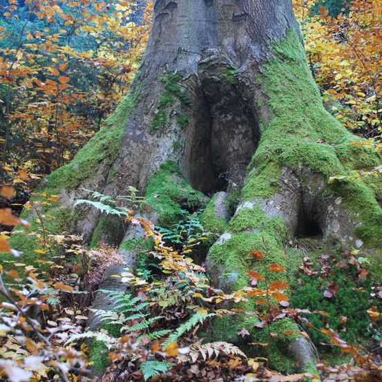 Ein mit Moos bedeckter Baumstamm, umgeben von Herbstblättern in einem Wald.