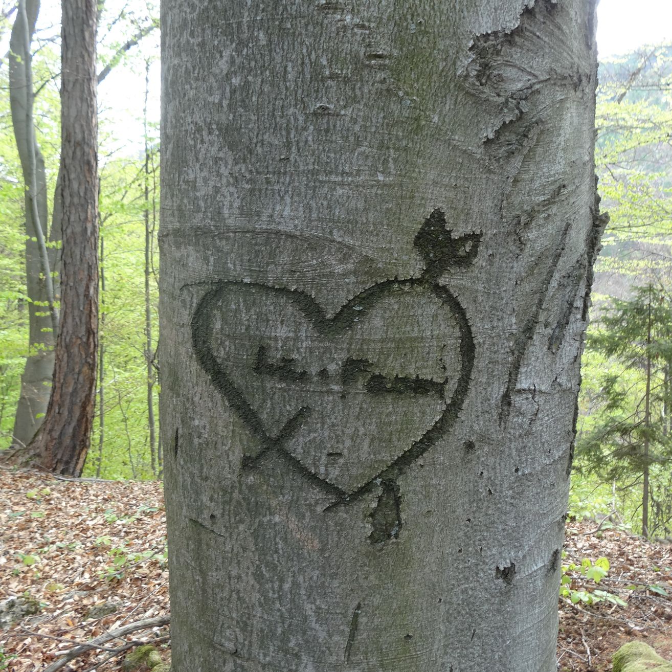 Ein Baumstamm mit einem geschnitzten Herz und einem Pfeil darauf. Im Herz steht 'Ich liebe dich'. Der Baumstamm ist von trockenen Blättern und Pflanzen umgeben.