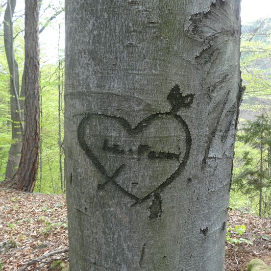 Ein Baumstamm mit einem geschnitzten Herz und einem Pfeil darauf. Im Herz steht 'Ich liebe dich'. Der Baumstamm ist von trockenen Blättern und Pflanzen umgeben.