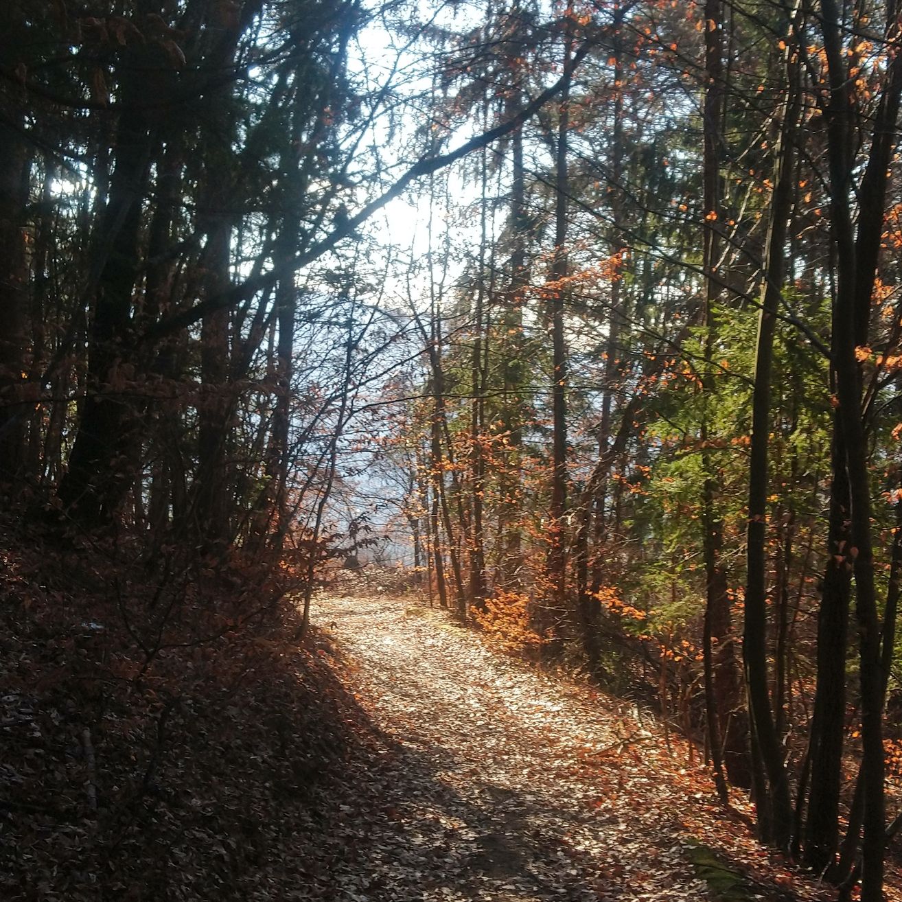 Ein schmaler Waldweg, gesäumt von hohen Bäumen, einigen mit Herbstlaub, führt in eine helle, sonnige Lichtung.